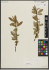 Foto von Salix alba L.